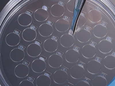 细胞爬片柄成一定角度翘起，方便操作者直接夹取