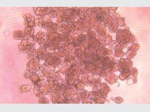 经不同细胞培养测试验证，表面几乎无细胞贴壁，可快速实现可重复、一致、可靠的细胞球培养